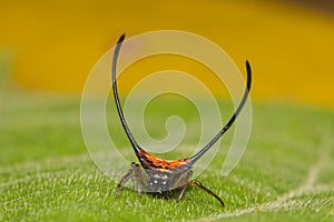 Long-horned Orb-weaver spider