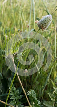 Long-horned Orthopteran Grasshopper on twig.