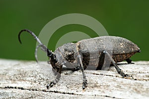 Long-horned weaver beetle