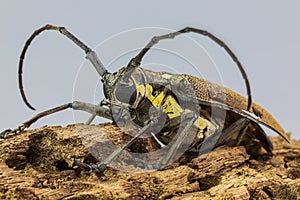 The long hornets insects in grasshopper forum