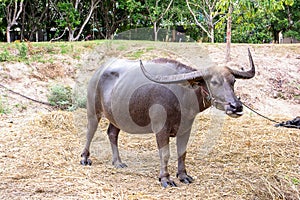 Long horns buffalo, water buffalo, Thailand