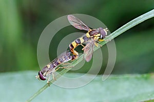 Long Hoverflies - Sphaerophoria scripta mating. photo