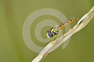 Long Hoverfly