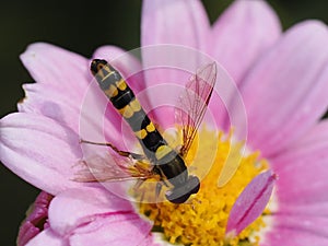 Long hoverfly on pink daisy