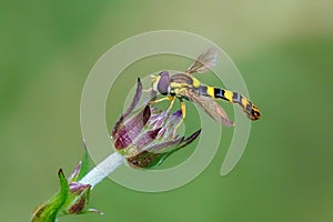 The Long Hoverfly - Sphaerophoria scripta feeding on a flower.