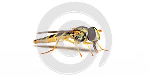 A long hoverfly Sphaerophoria scripta photo
