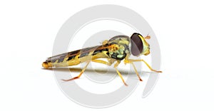 A long hoverfly Sphaerophoria scripta photo