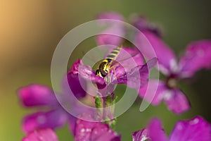 Long hoverfly (Sphaerophoria Scripta) Pollinating Flower