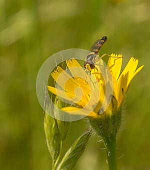 Long Howerfly on Asteraceae yellow flower