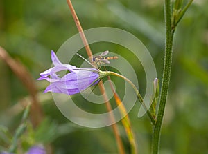 Long Howerfly on violet Rampion bellflower photo