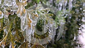 Long icicles evergreen thuja branches close-up Drops water drip melting icicles