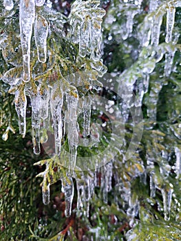 Long icicles evergreen thuja branches close-up Water ice leaves bush tree winter