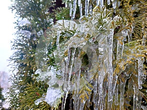 Long icicles evergreen thuja branches close-up Water ice leaves bush tree winter