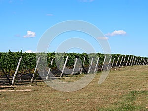 Long Island Wineries and Vineyards