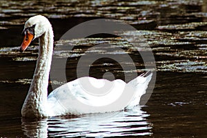 Swan portrait in lake, beautiful creature