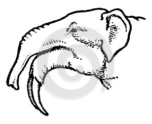 Long jawed Mastodon, vintage illustration