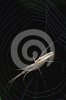 Long-jawed Orb Weaver