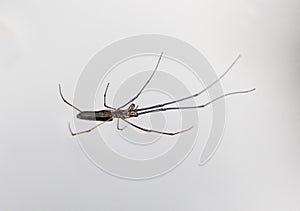 Long Jawed Orb Weaver Spider