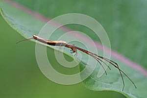 Long-jawed Orb Weaver Spider