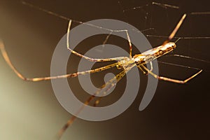 Long Jawed Orb Weaver Spider