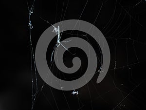 Long jawed orb weaver spider eats preys trapped in the web