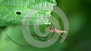 Long-jawed Orb-weaver Spiders, Long-jawed Orb Weaver Spider, Tetragnatha montana - MALE