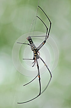 The long-jawed orb weavers or long jawed spiders photo