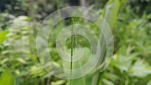 Long-jawed orb weavers or long jawed spiders (Tetragnathidae) are a family of araneomorph spiders