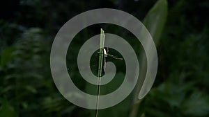 Long-jawed orb weavers or long jawed spiders (Tetragnathidae) are a family of araneomorph spiders
