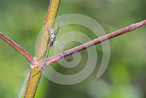 Long-Jawed Orbweaver Spider Awaiting Prey photo