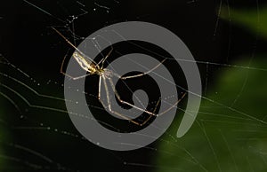 A long-jawed orbweaver spider on its web against a dark background