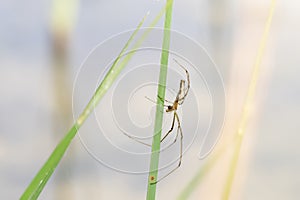 Long Jawed Orbweaver Spider Tetragnatha Lying in Wait on a Reed