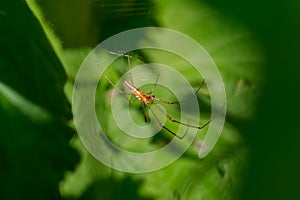 Long jawed spider