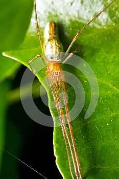 Long jawed spider