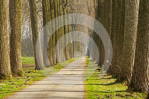 long lane with tall trees in park during spring