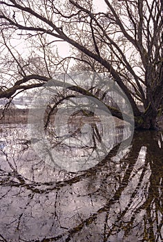 Long large branches of an old tree are beautifully reflected in the water