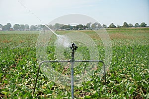 This is agriculture requires artificial irrigation