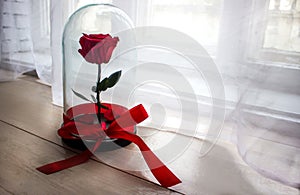 Long-lasting rose in a flask, rose in a glass dome, stabilized, a gift, rose in glass, preserved rose, forever red rose photo