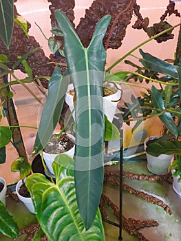 A long leaf of Philodendron Spiritus Sancti, one of the rarest tropical plants in the world