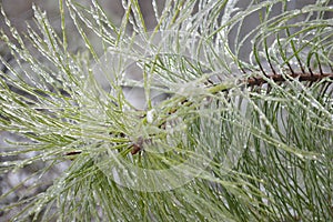 Long leaf pine coated in winter ice