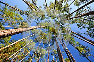 Long-Leaf Pine Forest Canopy