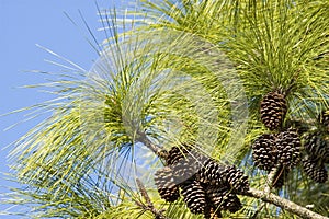 Long Leaf Pine Needles and Pine Cones