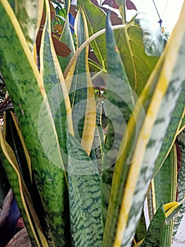 long leaf plants with many beautiful colors?