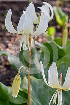 Long-leaved bladderwort Erythronium revolutum White Beauty, close-up white flowering plants