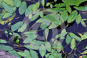 Long-leaved Pondweed   60466