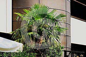 Long leaved potted fresh green palm tree close-up. restaurant terrace in urban setting background photo
