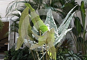 The long leaves of Alocasia Zebrina Tiger Elephant ear plant
