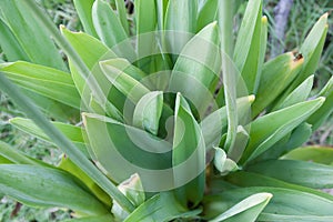 LONG LEAVES AND STEMS ON BULB PLANT