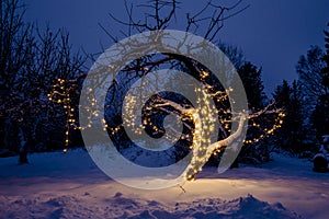 Long led string Christmas lights illuminated and hanging on home garden apple tree.