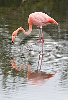 Long Leg Flamingo